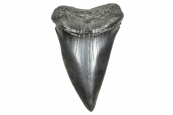 Fossil Broad-Toothed Mako Tooth - South Carolina #375999